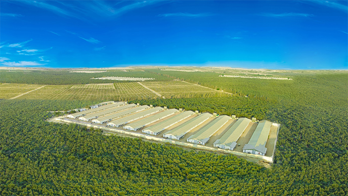 Farming house near Cairo surrounded by olive plantation